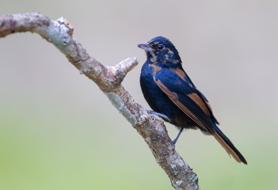 <i class='fa fa-user'></i> charlysax |   Kroontangare  <i class='fa fa-eye'> 219</i>  <i class='fa fa-thumbs-up'> 8</i>   <i class='fa fa-comment-o'> 3</i>