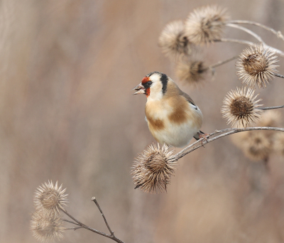 <i class='fa fa-user'></i> loek van de Leur |   Putter  <i class='fa fa-eye'> 309</i>  <i class='fa fa-thumbs-up'> 11</i>   <i class='fa fa-comment-o'> 6</i>