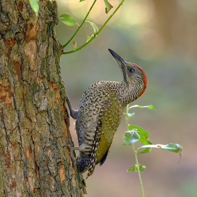 <i class='fa fa-user'></i> henkdikkers |   Groene Specht  <i class='fa fa-eye'> 498</i>  <i class='fa fa-thumbs-up'> 33</i>   <i class='fa fa-comment-o'> 18</i>
