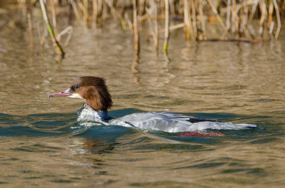 Grote Zaagbek in het Duin. Zij zwemt lekker snel en ligt diep in het water en maakt daardoor een mooie boeggolf.