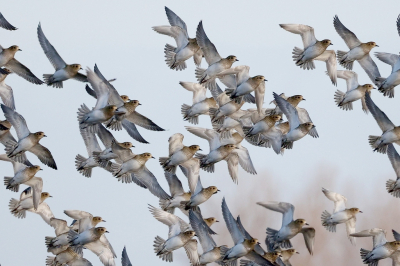 <i class='fa fa-user'></i> Henk Baptist |   Goudplevier  <i class='fa fa-eye'> 342</i>  <i class='fa fa-thumbs-up'> 9</i>   <i class='fa fa-comment-o'> 7</i>