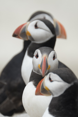 <i class='fa fa-user'></i> Gert-Jan Cromwijk |   Papegaaiduiker  <i class='fa fa-eye'> 332</i>  <i class='fa fa-thumbs-up'> 7</i>   <i class='fa fa-comment-o'> 9</i>