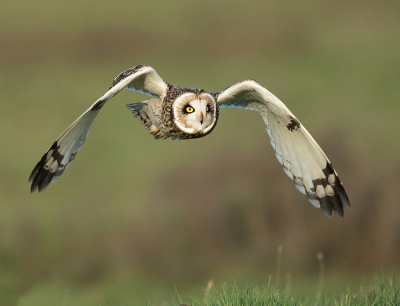 <i class='fa fa-user'></i> Wilfried Solarz |   Velduil  <i class='fa fa-eye'> 664</i>  <i class='fa fa-thumbs-up'> 34</i>   <i class='fa fa-comment-o'> 18</i>