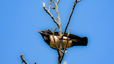 Wilde al heel lang deze vogel goed zien en fotograferen.
Het was een warme dag met een strakblauwe lucht.