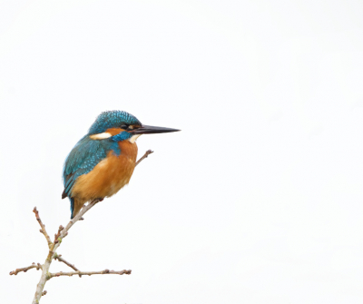 IJsvogel ging in boom zitten; achtergrond is de lucht.