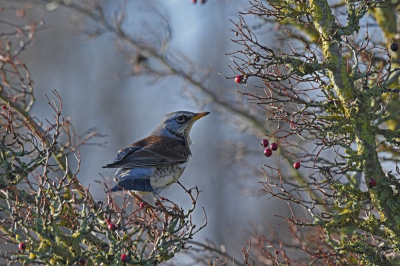 Al vaak kramsvogels zien overvliegen of verscholen tussen de takken zien zitten in een boom. Deze week had ik geluk en kon ik ze eindelijk een keer vrij fotograferen.