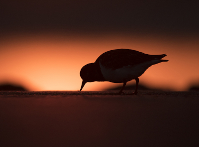 Toen de zon zo goed als onder was bij de brouwersdam nog een tijdje bij de steenlopers gelegen. Door de dijk op de achtergrond kwam het silhouet van de steenloper precies goed ingekaderd uit met de zonsondergang reflecterend in het water.