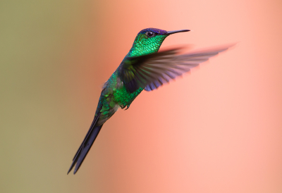 <i class='fa fa-user'></i> charlysax |   Violetkapbosnimf  <i class='fa fa-eye'> 253</i>  <i class='fa fa-thumbs-up'> 24</i>   <i class='fa fa-comment-o'> 10</i>