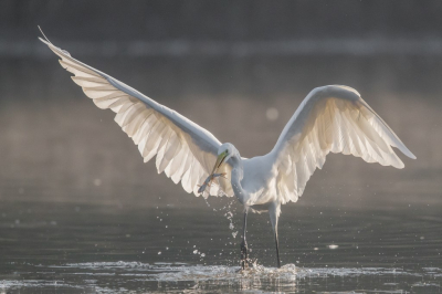 <i class='fa fa-user'></i> steppeke |   Grote Zilverreiger  <i class='fa fa-eye'> 385</i>  <i class='fa fa-thumbs-up'> 28</i>   <i class='fa fa-comment-o'> 14</i>