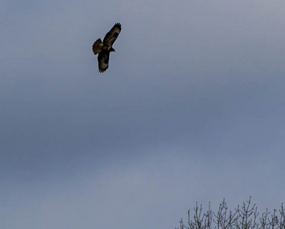 Sinds kort met vogel fotografie begonnen. Moet het nu nog doen met een 300 mm.