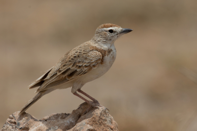 <i class='fa fa-user'></i> Paul van Giersbergen |   Roodkapleeuwerik  <i class='fa fa-eye'> 175</i>   <i class='fa fa-comment-o'> 4</i>