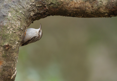 <i class='fa fa-user'></i> Jurgen Maassen |   Boomkruiper  <i class='fa fa-eye'> 269</i>  <i class='fa fa-thumbs-up'> 9</i>   <i class='fa fa-comment-o'> 8</i>