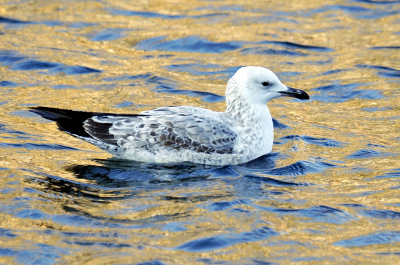 <i class='fa fa-user'></i> Gerard Visser |   Pontische Meeuw  <i class='fa fa-eye'> 310</i>  <i class='fa fa-thumbs-up'> 6</i>   <i class='fa fa-comment-o'> 23</i>