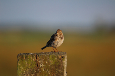 In de avondzon deze graspieper gefotografeerd, genomen  vanuit de auto met de camera in de hand. ik biedt deze foto voor de 2e keer aan op advies van Moderator. Ik heb de foto na-verscherp.