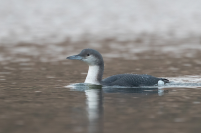 <i class='fa fa-user'></i> pjvantuil |   Parelduiker  <i class='fa fa-eye'> 352</i>  <i class='fa fa-thumbs-up'> 7</i>   <i class='fa fa-comment-o'> 9</i>