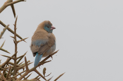 <i class='fa fa-user'></i> Paul van Giersbergen |   Blauwkopastrild  <i class='fa fa-eye'> 188</i>   <i class='fa fa-comment-o'> 2</i>