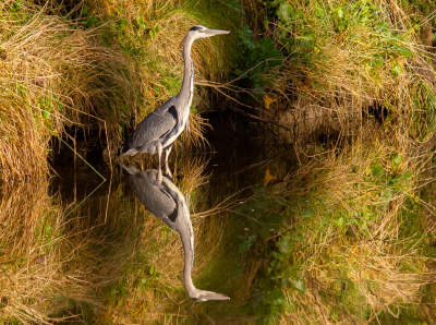 <i class='fa fa-user'></i> hansgans |   Blauwe Reiger  <i class='fa fa-eye'> 302</i>  <i class='fa fa-thumbs-up'> 10</i>   <i class='fa fa-comment-o'> 12</i>