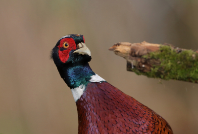 <i class='fa fa-user'></i> horneman69 |   Fazant  <i class='fa fa-eye'> 286</i>  <i class='fa fa-thumbs-up'> 12</i>   <i class='fa fa-comment-o'> 5</i>