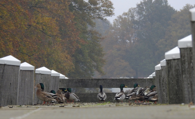 <i class='fa fa-user'></i> sieb |   Wilde Eend  <i class='fa fa-eye'> 303</i>  <i class='fa fa-thumbs-up'> 15</i>   <i class='fa fa-comment-o'> 16</i>