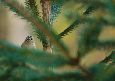 <i class='fa fa-user'></i> Jurgen Maassen |   Goudhaan  <i class='fa fa-eye'> 238</i>  <i class='fa fa-thumbs-up'> 3</i>   <i class='fa fa-comment-o'> 5</i>