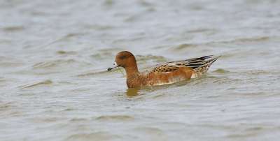 Vanwege het slechte weer nog maar eens wat oude foto's bekeken. Ik kwam deze nog tegen van een Smient die op een winderige dag langs de hut kwam zwemmen. Het was ook de enige vogel die een beetje in de buurt van de hut wilde komen.