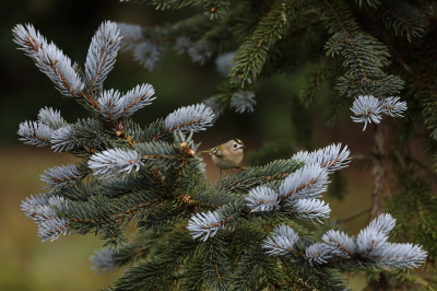 <i class='fa fa-user'></i> hjstukker |   Goudhaan  <i class='fa fa-eye'> 354</i>  <i class='fa fa-thumbs-up'> 16</i>   <i class='fa fa-comment-o'> 18</i>