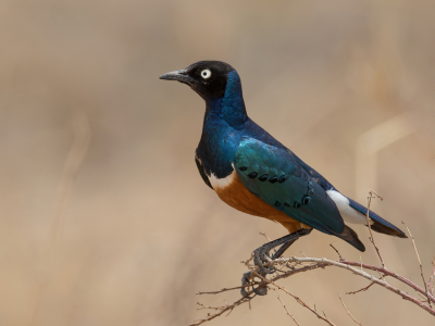 <i class='fa fa-user'></i> Paul van Giersbergen |   Driekleurige Glansspreeuw  <i class='fa fa-eye'> 234</i>  <i class='fa fa-thumbs-up'> 12</i>   <i class='fa fa-comment-o'> 7</i>