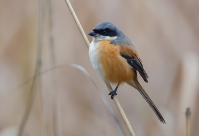 <i class='fa fa-user'></i> charlysax |   Langstaartklauwier  <i class='fa fa-eye'> 253</i>  <i class='fa fa-thumbs-up'> 9</i>   <i class='fa fa-comment-o'> 11</i>