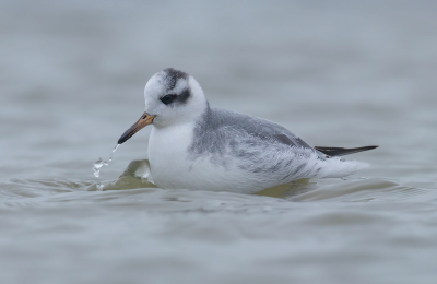 <i class='fa fa-user'></i> Celly |   Rosse Franjepoot  <i class='fa fa-eye'> 296</i>  <i class='fa fa-thumbs-up'> 16</i>   <i class='fa fa-comment-o'> 7</i>