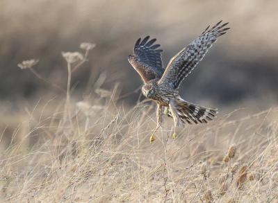 <i class='fa fa-user'></i> loek van de Leur |   Blauwe Kiekendief  <i class='fa fa-eye'> 438</i>  <i class='fa fa-thumbs-up'> 15</i>   <i class='fa fa-comment-o'> 6</i>