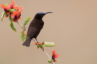 <i class='fa fa-user'></i> Paul van Giersbergen |   Amethisthoningzuiger  <i class='fa fa-eye'> 176</i>  <i class='fa fa-thumbs-up'> 8</i>   <i class='fa fa-comment-o'> 3</i>