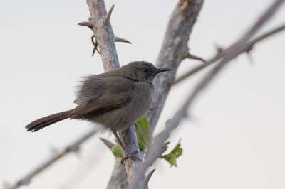 <i class='fa fa-user'></i> Paul van Giersbergen |   Somalische Savannezanger  <i class='fa fa-eye'> 152</i>   <i class='fa fa-comment-o'> 1</i>