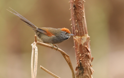 <i class='fa fa-user'></i> Martjan Lammertink |   Chiclistekelstaart  <i class='fa fa-eye'> 227</i>  <i class='fa fa-thumbs-up'> 11</i>   <i class='fa fa-comment-o'> 5</i>