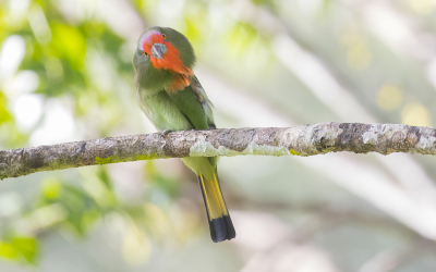 <i class='fa fa-user'></i> Lennart Verheuvel |   Roodbaardbijeneter  <i class='fa fa-eye'> 215</i>  <i class='fa fa-thumbs-up'> 2</i>   <i class='fa fa-comment-o'> 4</i>