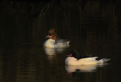 <i class='fa fa-user'></i> sieb |   Grote Zaagbek  <i class='fa fa-eye'> 293</i>  <i class='fa fa-thumbs-up'> 17</i>   <i class='fa fa-comment-o'> 12</i>