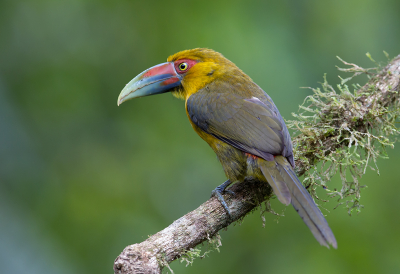 <i class='fa fa-user'></i> charlysax |   Goudtoekan  <i class='fa fa-eye'> 188</i>  <i class='fa fa-thumbs-up'> 15</i>   <i class='fa fa-comment-o'> 7</i>