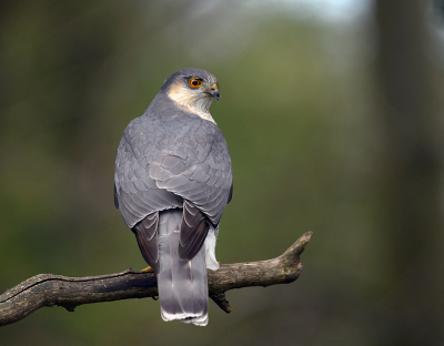 <i class='fa fa-user'></i> henkdikkers |   Sperwer  <i class='fa fa-eye'> 337</i>  <i class='fa fa-thumbs-up'> 17</i>   <i class='fa fa-comment-o'> 13</i>