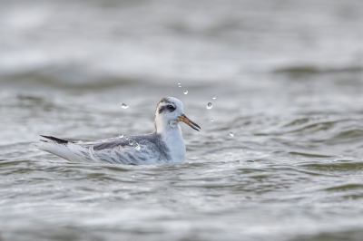 <i class='fa fa-user'></i> pjvantuil |   Rosse Franjepoot  <i class='fa fa-eye'> 351</i>  <i class='fa fa-thumbs-up'> 20</i>   <i class='fa fa-comment-o'> 9</i>