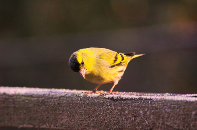 Mannetje Sijs dat even een bezoekje bracht in de tuin