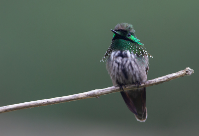 <i class='fa fa-user'></i> charlysax |   Gepluimde Koketkolibrie  <i class='fa fa-eye'> 205</i>  <i class='fa fa-thumbs-up'> 15</i>   <i class='fa fa-comment-o'> 4</i>