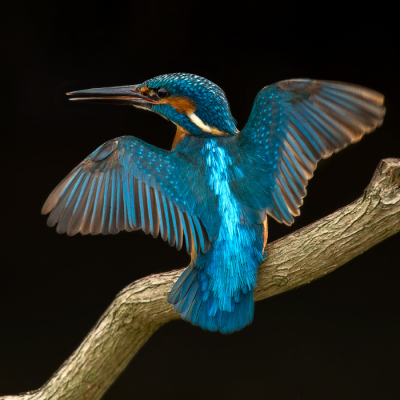 <i class='fa fa-user'></i> Rijn Bcude |   IJsvogel  <i class='fa fa-eye'> 640</i>  <i class='fa fa-thumbs-up'> 22</i>   <i class='fa fa-comment-o'> 8</i>