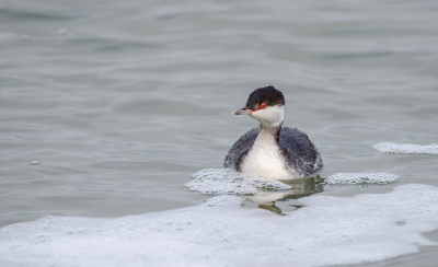 <i class='fa fa-user'></i> Eef Kieft |   Kuifduiker  <i class='fa fa-eye'> 250</i>  <i class='fa fa-thumbs-up'> 2</i>   <i class='fa fa-comment-o'> 3</i>