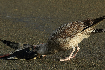 Deze Zilvermeeuw was druk bezig met een kadaver van een gans. Kon er dicht bij komen voordat hij mij doorkreeg