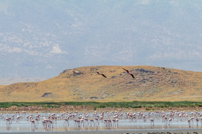 Een grote kolonie Kleine Flamingo's is intussen zeldzaam geworden. Bij Lake Natron, een zeer zout meer in Tanzania, zitten er nog wel aardig wat.