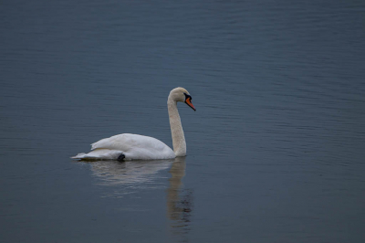 knobbelzwaan, grijze ochtend helaas. Zwaan gleed mooi voobij.