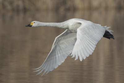 <i class='fa fa-user'></i> steppeke |   Kleine Zwaan  <i class='fa fa-eye'> 338</i>  <i class='fa fa-thumbs-up'> 16</i>   <i class='fa fa-comment-o'> 5</i>