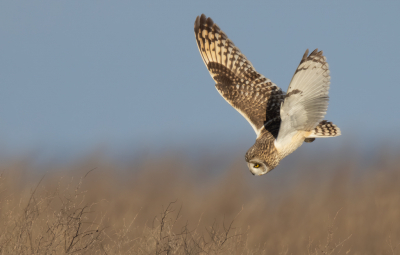 <i class='fa fa-user'></i> Ben Reitsma |   Velduil  <i class='fa fa-eye'> 433</i>  <i class='fa fa-thumbs-up'> 17</i>   <i class='fa fa-comment-o'> 7</i>