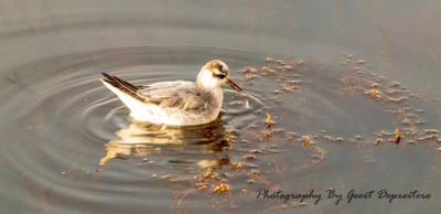 Canon 70 D    100/400
Iso 160  F 6.3    1 /80 sec 400 mm