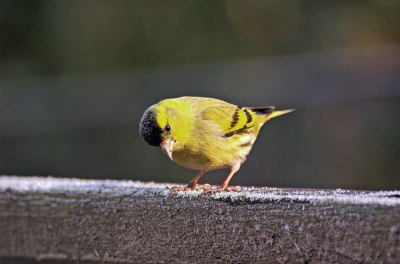 Mannetje Sijs dat even op bezoek kwam in de tuin en zich heel mooi liet bekijken. Het blijven toch zo mooie vogels.