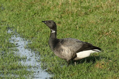 De meest geziene gast op Ameland op dit moment. Het genoeglijke 'geknor' is continue te horen